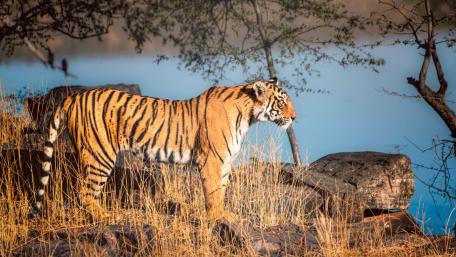 Majestic Tiger in Natural Habitat wallpaper