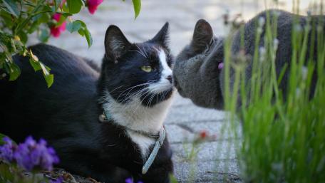 Friendly Felines in a Floral Paradise wallpaper