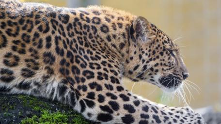Majestic African Leopard Relaxing in Nature wallpaper