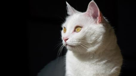 Elegant White Cat in Soft Light wallpaper