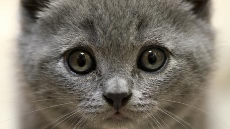 Adorable Grey Kitten with Captivating Eyes wallpaper
