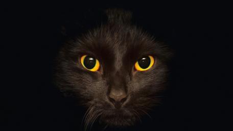 Mysterious Black Cat with Stunning Eyes wallpaper