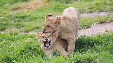 Cute Lion Cubs Playing Together in the Grass wallpaper