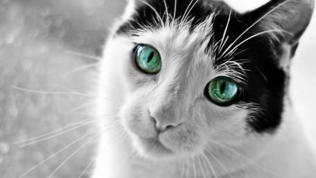 Monochrome Cat with Striking Green Eyes wallpaper
