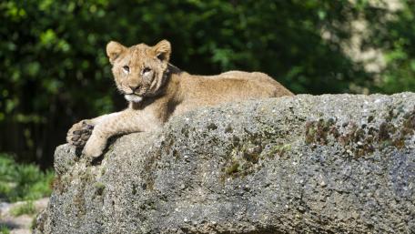 Majestic Lion Cub Relaxing on Rock wallpaper