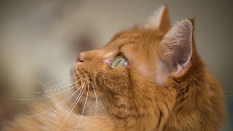 Majestic Ginger Cat Captured in Detail wallpaper