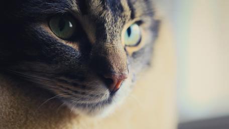 Majestic Domestic Cat Close-Up Wallpaper wallpaper