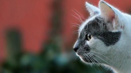 Majestic Profile of a Domestic Cat wallpaper