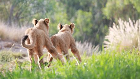Playful Lion Cubs in Their Natural Habitat wallpaper
