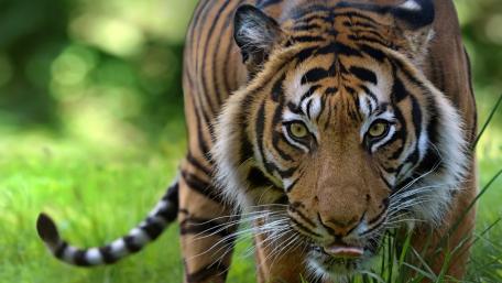 Majestic Tiger in the Wild wallpaper