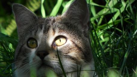 Whiskers in the Sunlight wallpaper