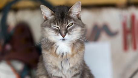Winking Cat with Twinkling Charm wallpaper