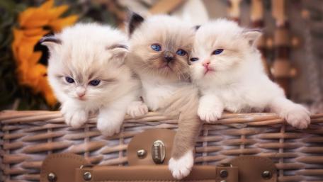 Adorable Kittens in a Basket wallpaper