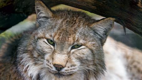 Majestic Lynx in Nature's Embrace wallpaper