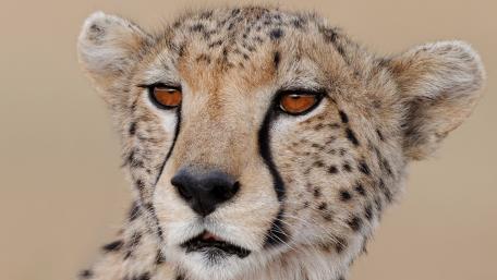 Majestic Cheetah Close-Up Wallpaper wallpaper