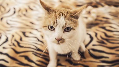 Charming Cat on Striped Background wallpaper