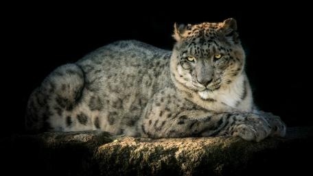Majestic Snow Leopard in Serenity wallpaper