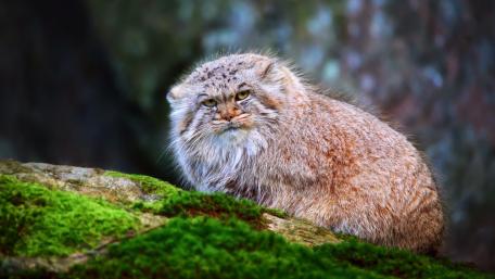 Majestic Wild Cat in Natural Habitat wallpaper