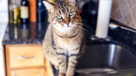 Charming Tabby in the Kitchen Scene wallpaper