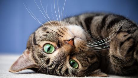 Captivating Feline Gaze wallpaper