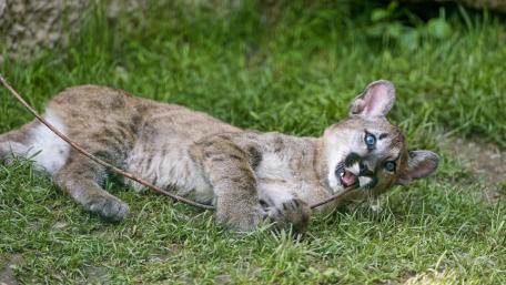 Playful Amur Leopard Cub in the Wild wallpaper