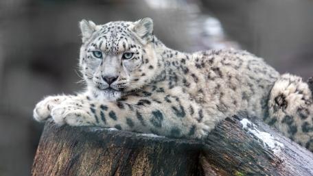 Majestic Snow Leopard Resting on a Log wallpaper
