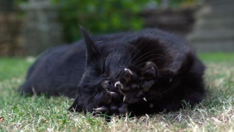 Majestic Black Cat Resting on Grass wallpaper