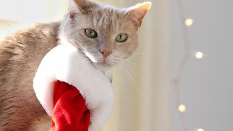 Festive Cat in a Santa Hat wallpaper