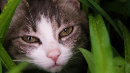 Whiskers in the Grass wallpaper