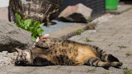 Lazy Cat Enjoying the Sunlight wallpaper
