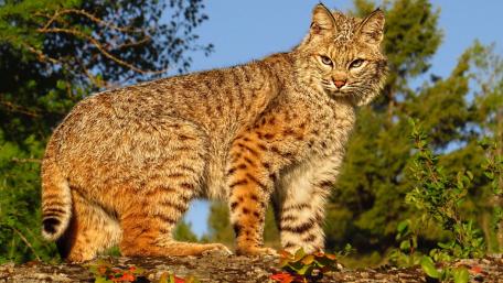 Majestic Wildcat in Nature's Embrace wallpaper