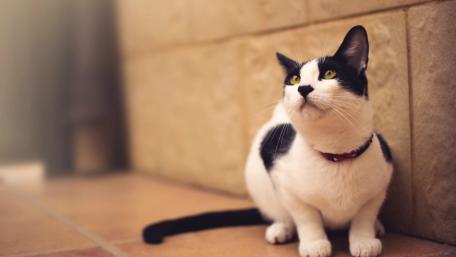Charming Cat Relaxing in a Cozy Corner wallpaper