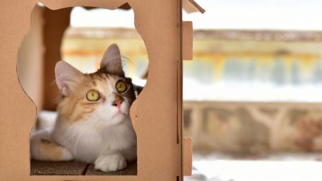 Charming Cat in a Cozy Hideaway wallpaper