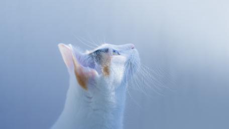 Serene Blue Cat Gazing Above wallpaper