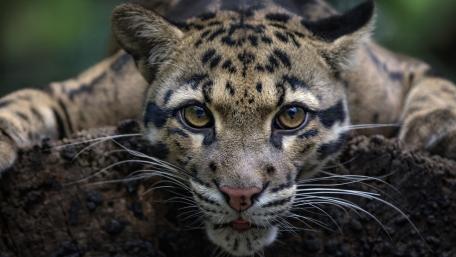 Clouded leopard wallpaper