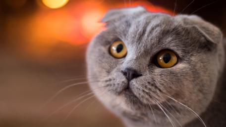 Scottish Fold wallpaper