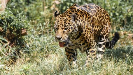 Majestic African Leopard in its Natural Habitat wallpaper