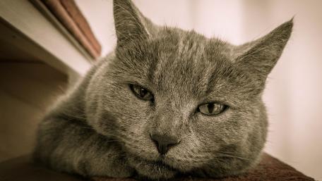 Charming Grey Cat Relaxing at Home wallpaper