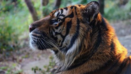 Majestic Tiger in Nature's Embrace wallpaper
