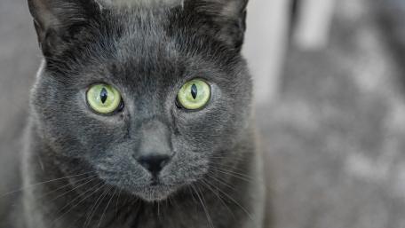 Mystical Cat with Enchanting Green Eyes wallpaper