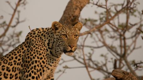 Majestic Leopard in Its Natural Habitat wallpaper