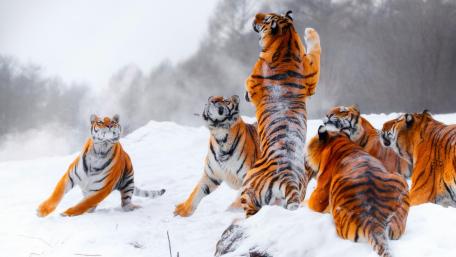 Tigers Roaming in Winter's Embrace wallpaper