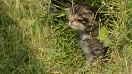Playful Kitten in Nature's Embrace wallpaper