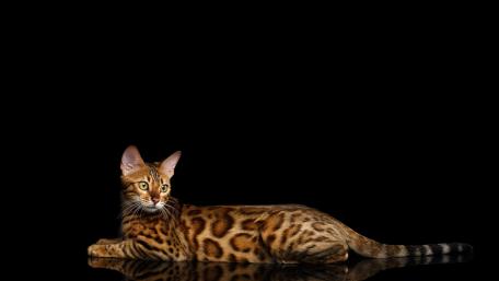 Stunning Bengal Cat Wallpaper Showcase wallpaper