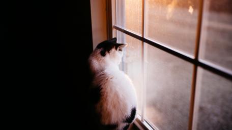 Curious Cat Gazing Out the Window wallpaper