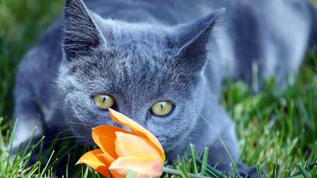 Grey Cat and Tulip Blossoms Together in Nature's Embrace wallpaper