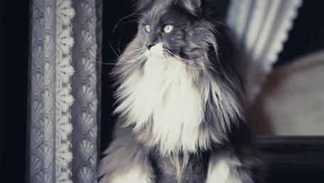 Majestic Long-Haired Cat Sitting Gracefully wallpaper