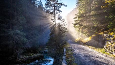 Mystical Sunlight Piercing Through the Forest Haze wallpaper