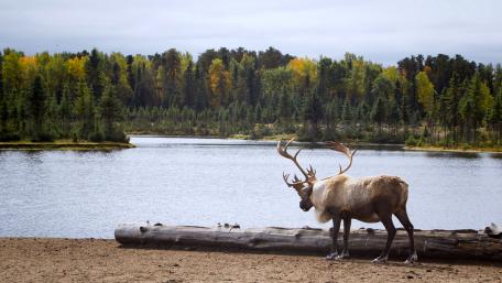 Majestic Stag by the Serene Lake wallpaper