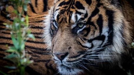 Majestic Tiger in Nature's Embrace wallpaper